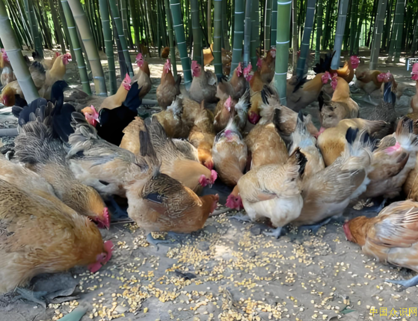 南充聚焦特色餐饮 竹园李记酸菜鸡  固守餐饮底线  做好舌尖上的安全